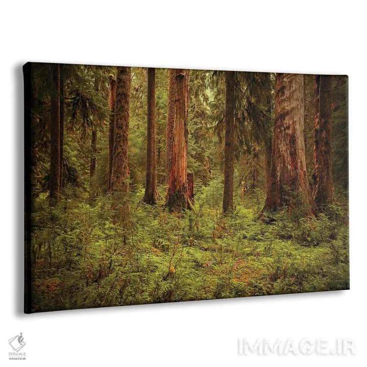 تابلو جنگل بارانی هُو اثر آنابل شابر - نمای پرسپکتیو محصول