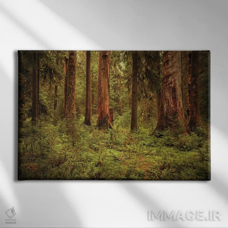 تابلو جنگل بارانی هُو اثر آنابل شابر - نمای روبهرو روی دیوار