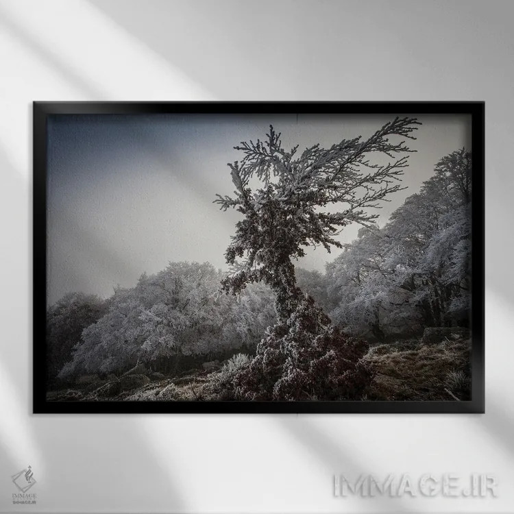 تابلو درخت یخزده فرشتهگون اثر آنابل شابر - نمای قابدار مشکی