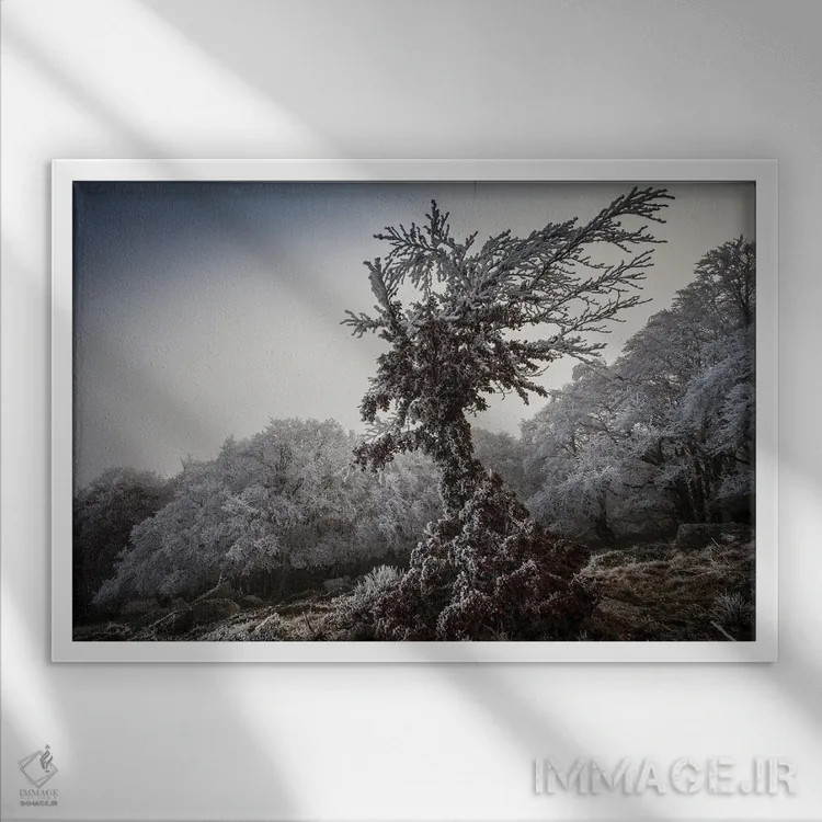 تابلو درخت یخزده فرشتهگون اثر آنابل شابر - نمای قابدار سفید