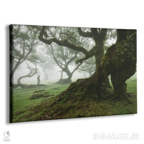 تابلو جنگل مهآلود فانال اثر آنابل شابر - نمای پرسپکتیو محصول