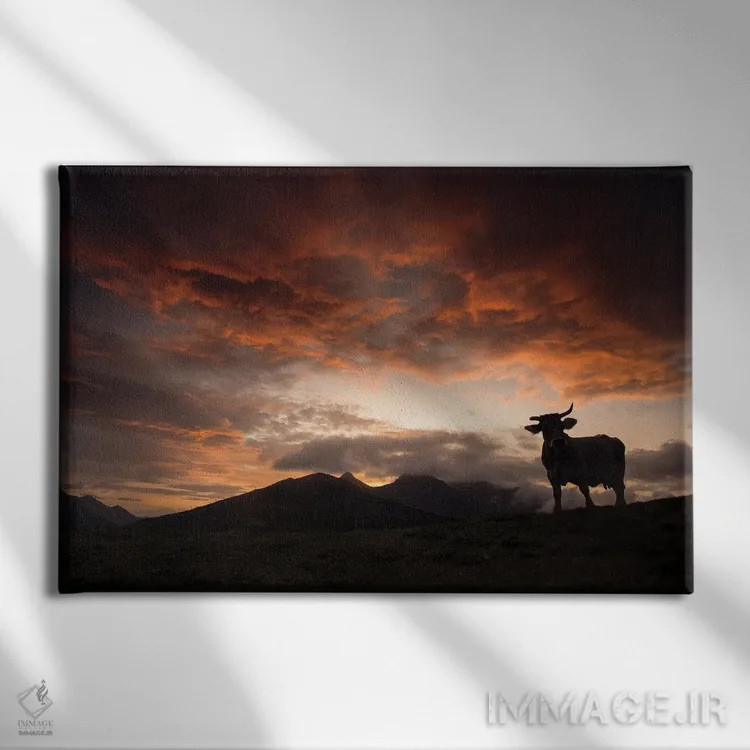 تابلو سایه گاو در غروب اثر آنابل شابر - نمای روبهرو روی دیوار