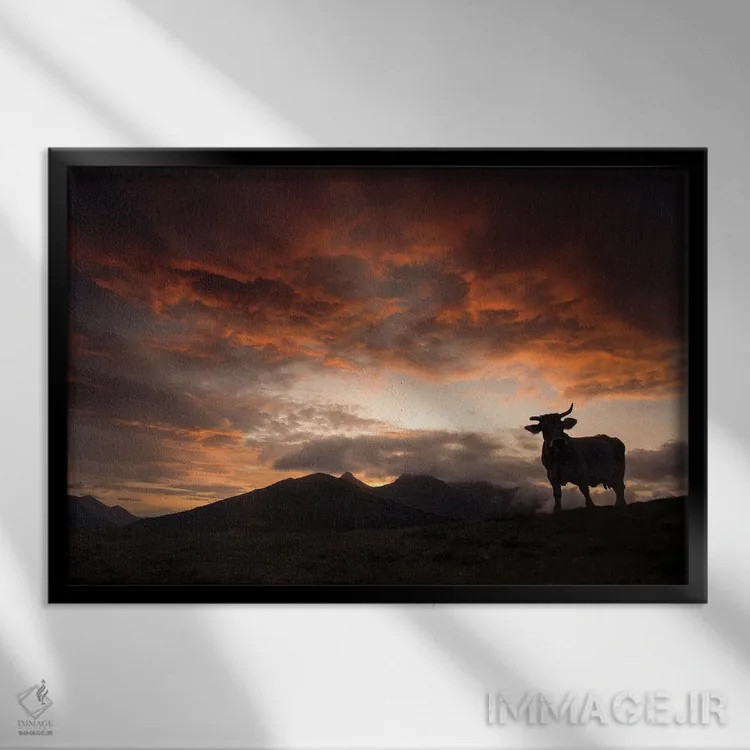 تابلو سایه گاو در غروب اثر آنابل شابر - نمای قابدار مشکی