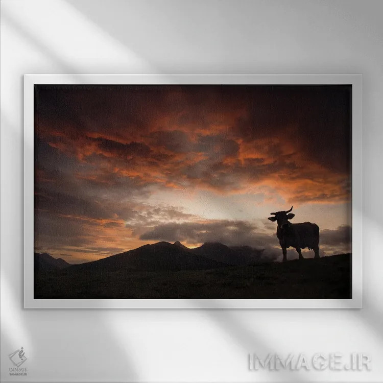 تابلو سایه گاو در غروب اثر آنابل شابر - نمای قابدار سفید
