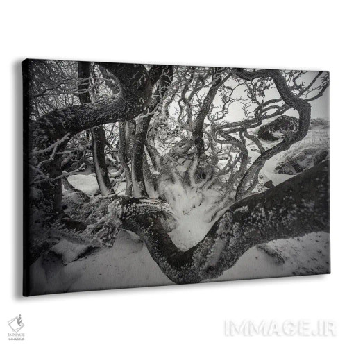 تابلو درختان راش پیچدرپیچ اثر آنابل شابر - نمای پرسپکتیو محصول