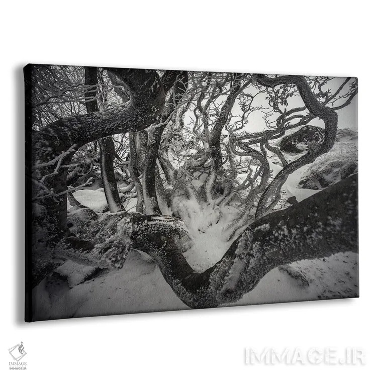 تابلو درختان راش پیچدرپیچ اثر آنابل شابر - نمای پرسپکتیو محصول