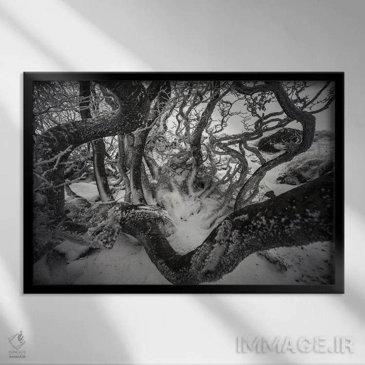 تابلو درختان راش پیچدرپیچ اثر آنابل شابر - نمای قابدار مشکی