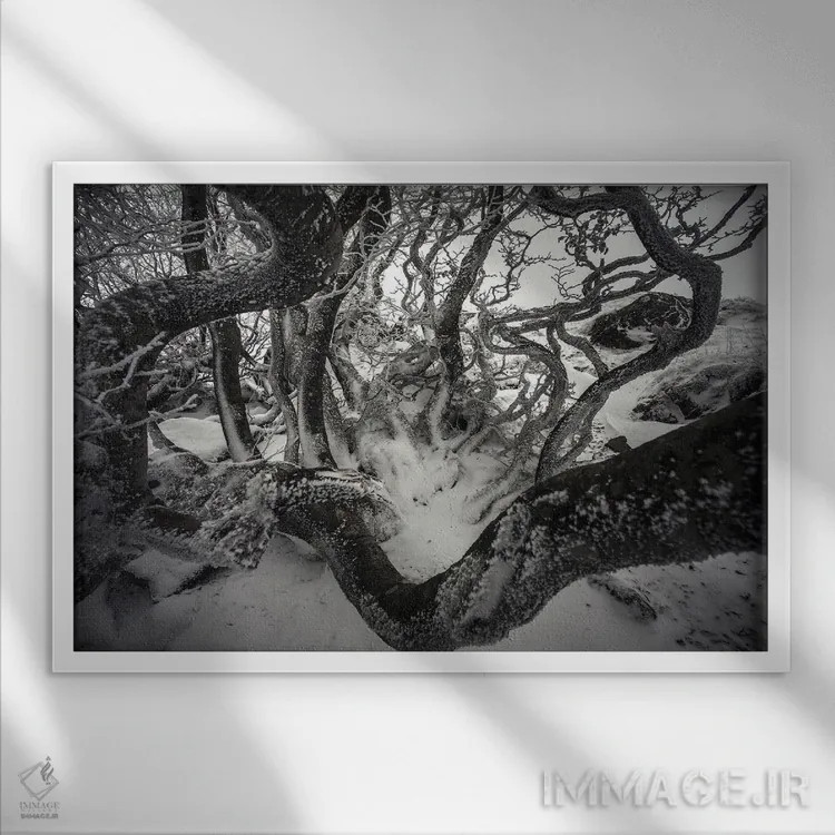تابلو درختان راش پیچدرپیچ اثر آنابل شابر - نمای قابدار سفید