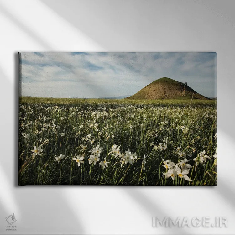 تابلو مزرعه نرگس اثر آنابل شابر - نمای روبهرو روی دیوار