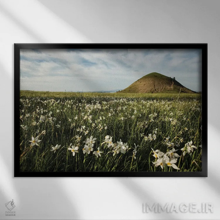 تابلو مزرعه نرگس اثر آنابل شابر - نمای قابدار مشکی