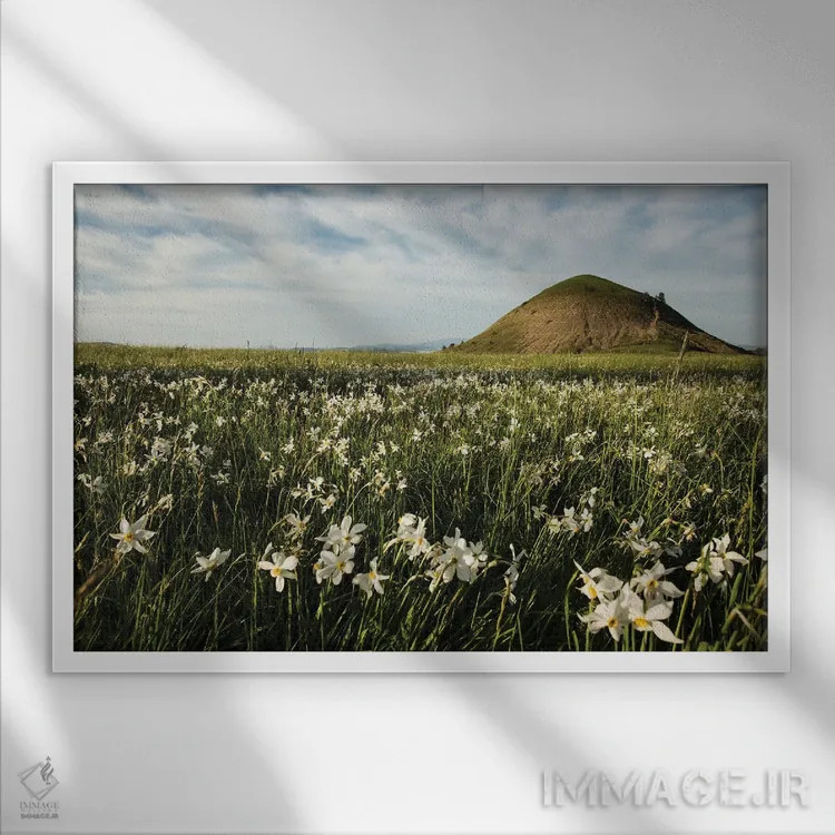 تابلو مزرعه نرگس اثر آنابل شابر - نمای قابدار سفید