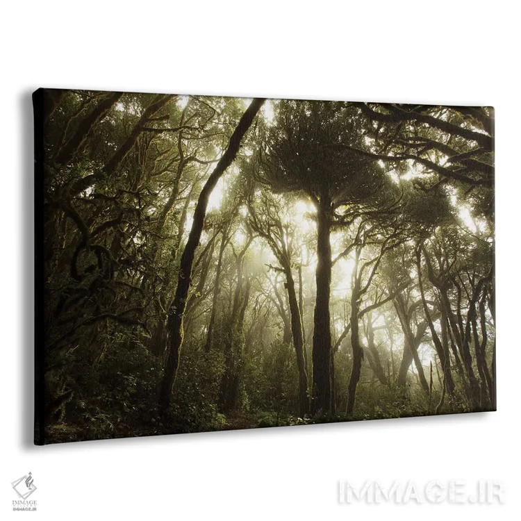 تابلو جو خزهای در جنگل اولیه اثر آنابل شابر - نمای پرسپکتیو محصول