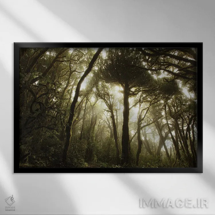 تابلو جو خزهای در جنگل اولیه اثر آنابل شابر - نمای قابدار مشکی