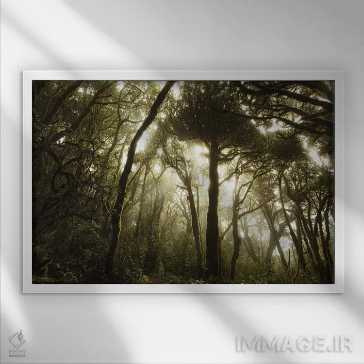 تابلو جو خزهای در جنگل اولیه اثر آنابل شابر - نمای قابدار سفید