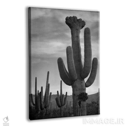 تابلو Saguaro National Monument,کاکتوسهای ساگوارو، یادبود ملی ساگوارو اثر انسل آدامز (عکاس طبیعت آمریکایی) - نمای پرسپکتیو محصول