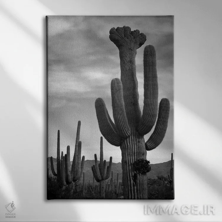 تابلو Saguaro National Monument,کاکتوسهای ساگوارو، یادبود ملی ساگوارو اثر انسل آدامز (عکاس طبیعت آمریکایی) - نمای روبهرو روی دیوار