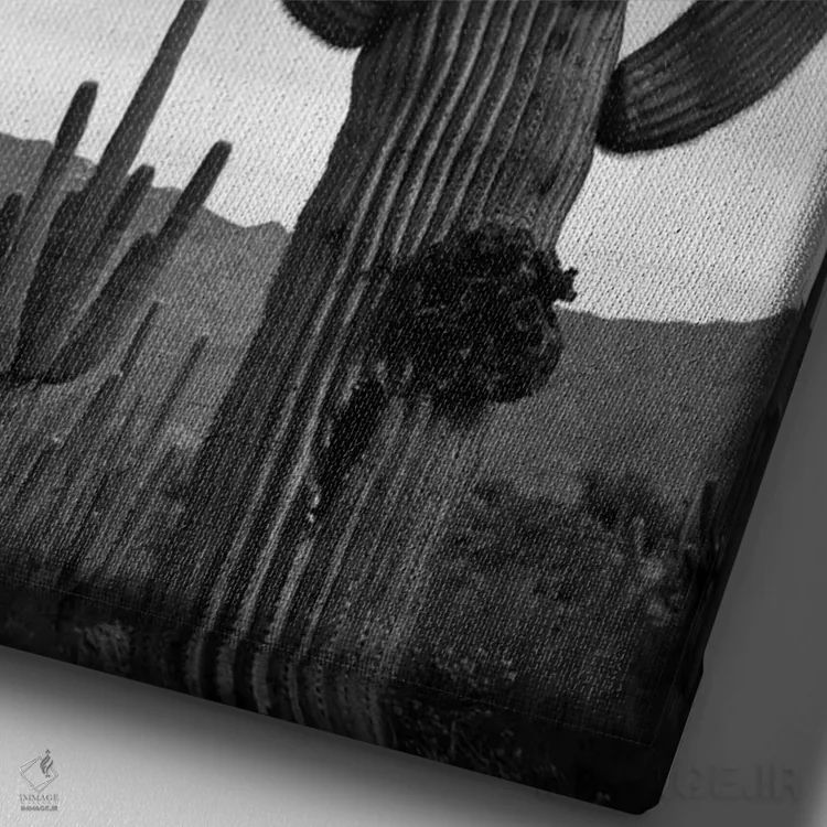 تابلو Saguaro National Monument,کاکتوسهای ساگوارو، یادبود ملی ساگوارو اثر انسل آدامز (عکاس طبیعت آمریکایی) - نمای نزدیک بافت بوم