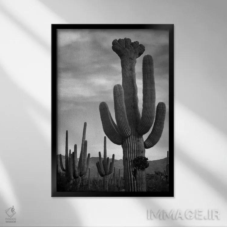 تابلو Saguaro National Monument,کاکتوسهای ساگوارو، یادبود ملی ساگوارو اثر انسل آدامز (عکاس طبیعت آمریکایی) - نمای قابدار مشکی