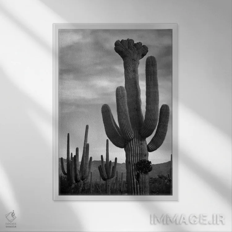 تابلو Saguaro National Monument,کاکتوسهای ساگوارو، یادبود ملی ساگوارو اثر انسل آدامز (عکاس طبیعت آمریکایی) - نمای قابدار سفید