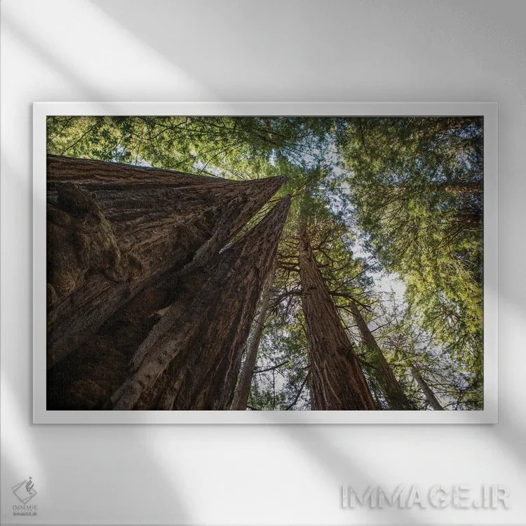 تابلو در شگفتی اثر آرون متسون - نمای قابدار سفید