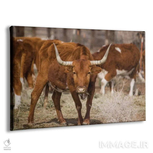 تابلو گاو شاخبلند (نژاد تگزاس) اثر آرون متسون - نمای پرسپکتیو محصول