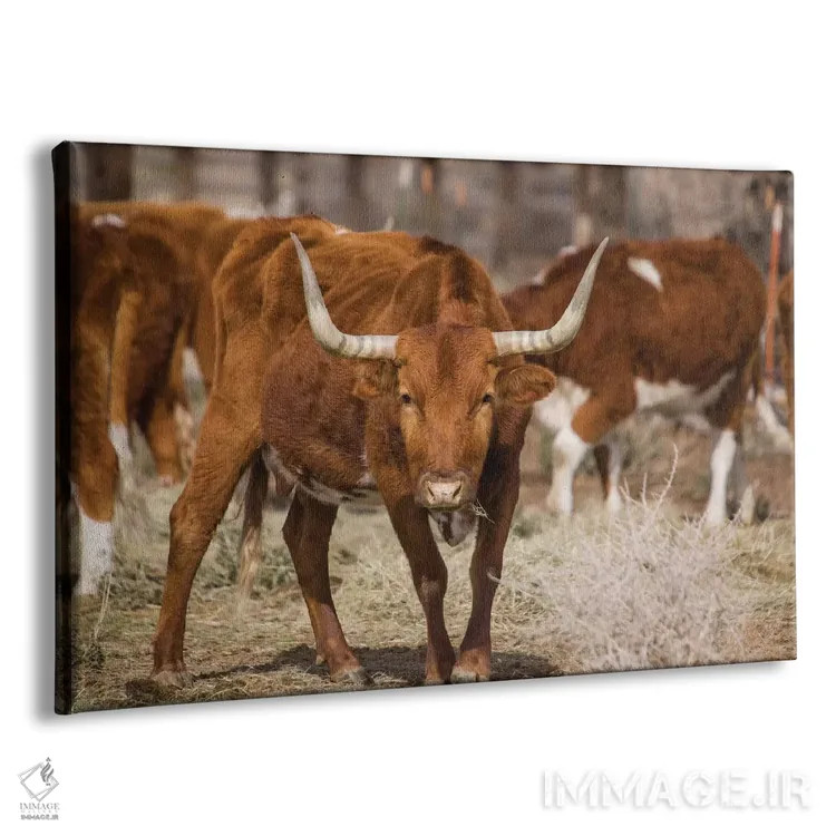 تابلو گاو شاخبلند (نژاد تگزاس) اثر آرون متسون - نمای پرسپکتیو محصول