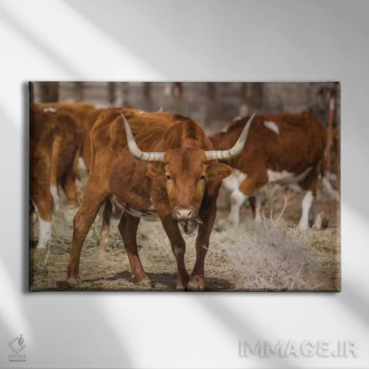 تابلو گاو شاخبلند (نژاد تگزاس) اثر آرون متسون - نمای روبهرو روی دیوار