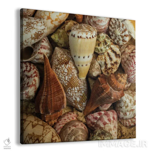 تابلو صدفهای کوچک حلزونی I اثر اندی اموس - نمای پرسپکتیو محصول