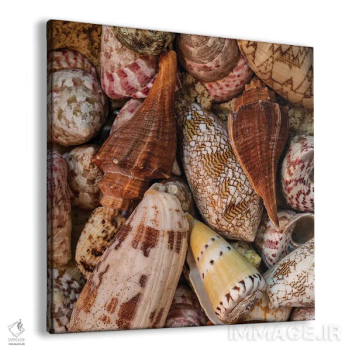تابلو صدفهای کوچک حلزونی II اثر اندی اموس - نمای پرسپکتیو محصول