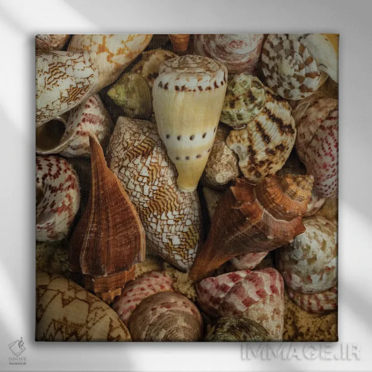 تابلو صدفهای کوچک حلزونی I اثر اندی اموس - نمای روبهرو روی دیوار
