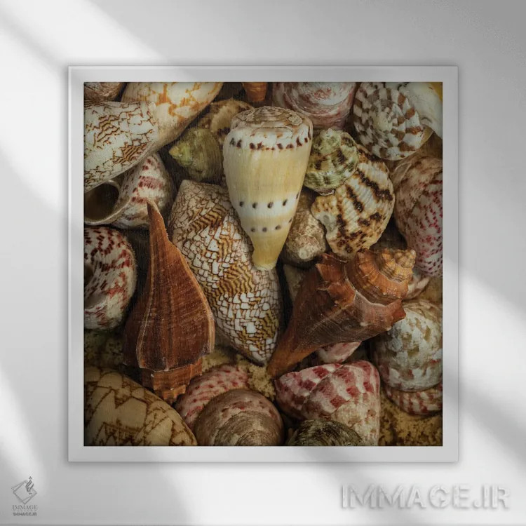 تابلو صدفهای کوچک حلزونی I اثر اندی اموس - نمای قابدار سفید