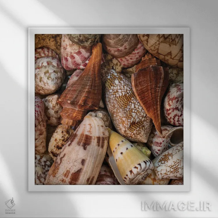 تابلو صدفهای کوچک حلزونی II اثر اندی اموس - نمای قابدار سفید