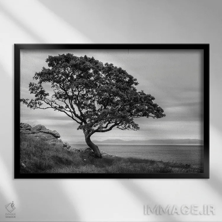 تابلو درخت بونسای اثر اندی اموس - نمای قابدار مشکی
