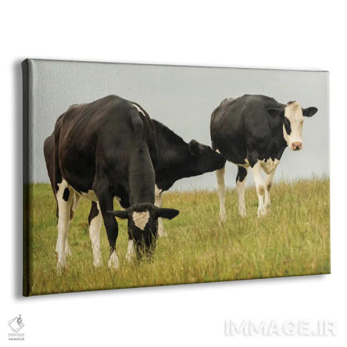 تابلو گاوهای روستایی اثر اندی اموس - نمای پرسپکتیو محصول