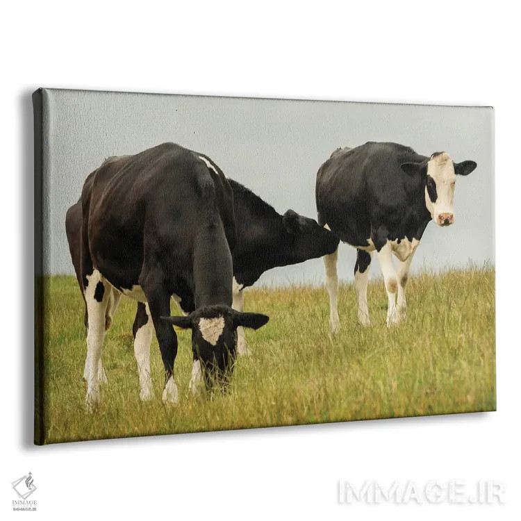 تابلو گاوهای روستایی اثر اندی اموس - نمای پرسپکتیو محصول