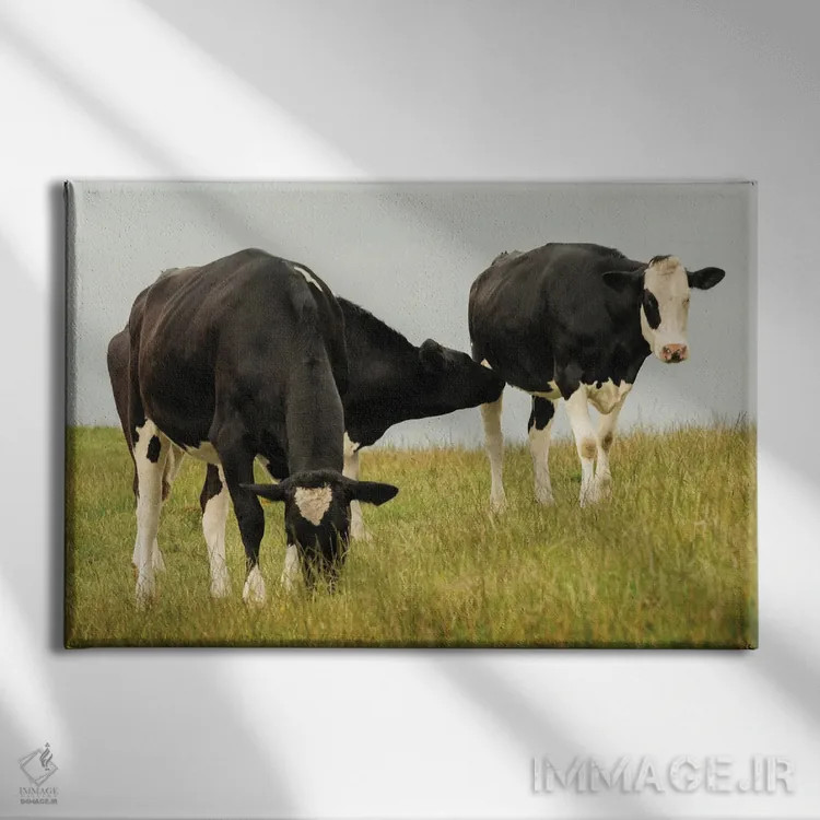 تابلو گاوهای روستایی اثر اندی اموس - نمای روبهرو روی دیوار