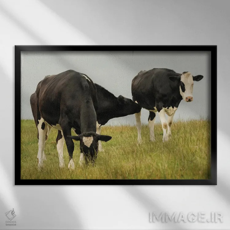 تابلو گاوهای روستایی اثر اندی اموس - نمای قابدار مشکی