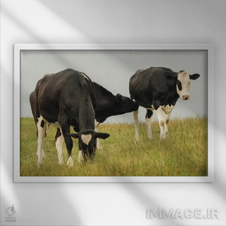 تابلو گاوهای روستایی اثر اندی اموس - نمای قابدار سفید