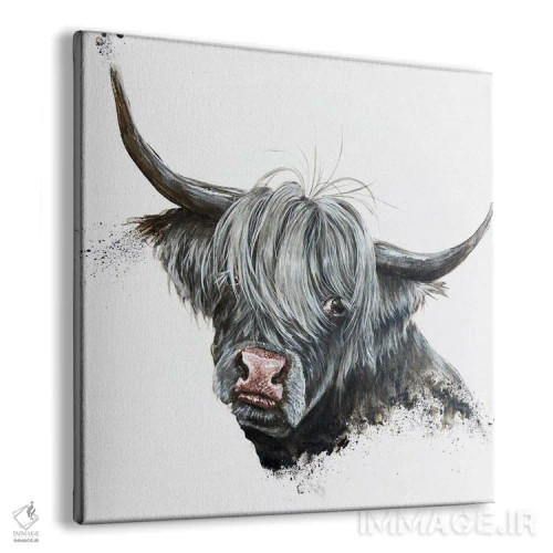 تابلو گاو خجالتی (نژاد اسکاتلندی) اثر آنجلا بادن - نمای پرسپکتیو محصول