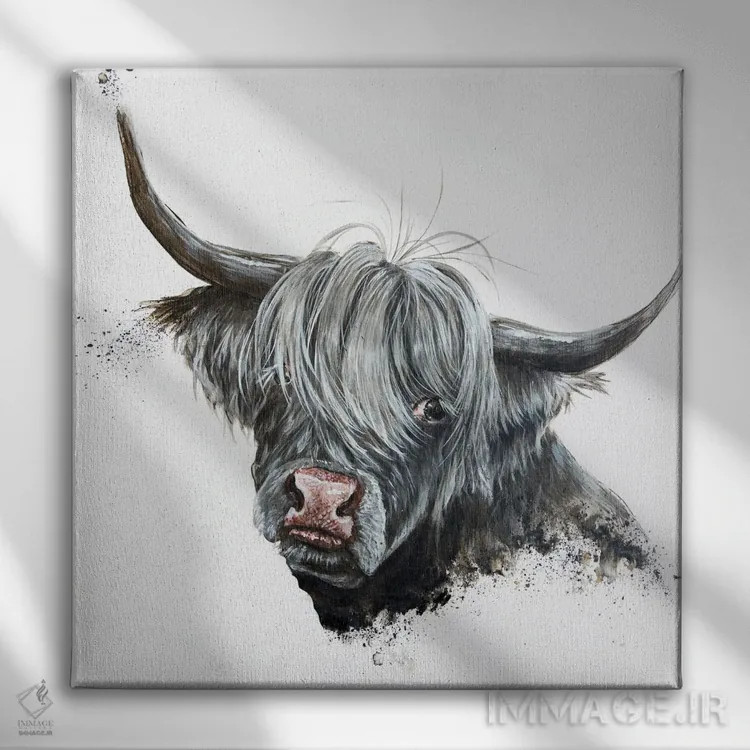 تابلو گاو خجالتی (نژاد اسکاتلندی) اثر آنجلا بادن - نمای روبهرو روی دیوار