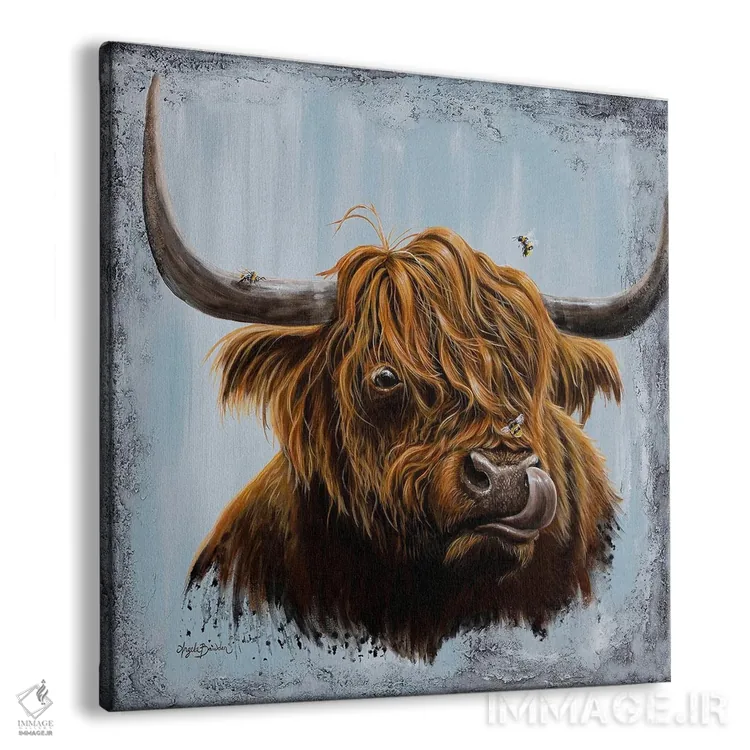 تابلو بوسههای گاو کوچ (نژاد اسکاتلندی) اثر آنجلا بادن - نمای پرسپکتیو محصول