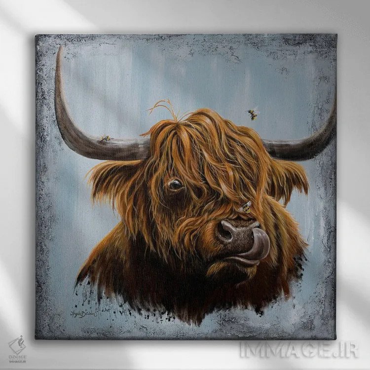 تابلو بوسههای گاو کوچ (نژاد اسکاتلندی) اثر آنجلا بادن - نمای روبهرو روی دیوار