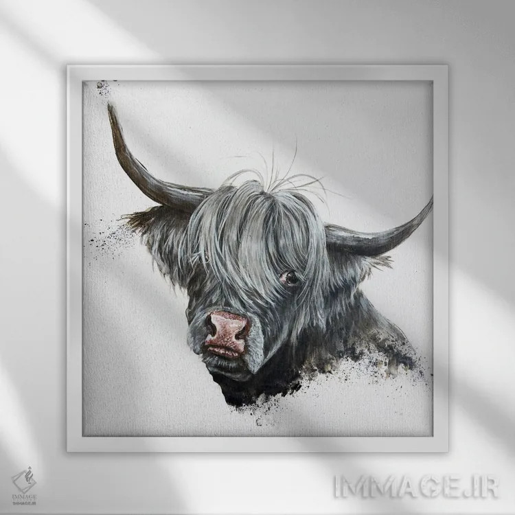 تابلو گاو خجالتی (نژاد اسکاتلندی) اثر آنجلا بادن - نمای قابدار سفید
