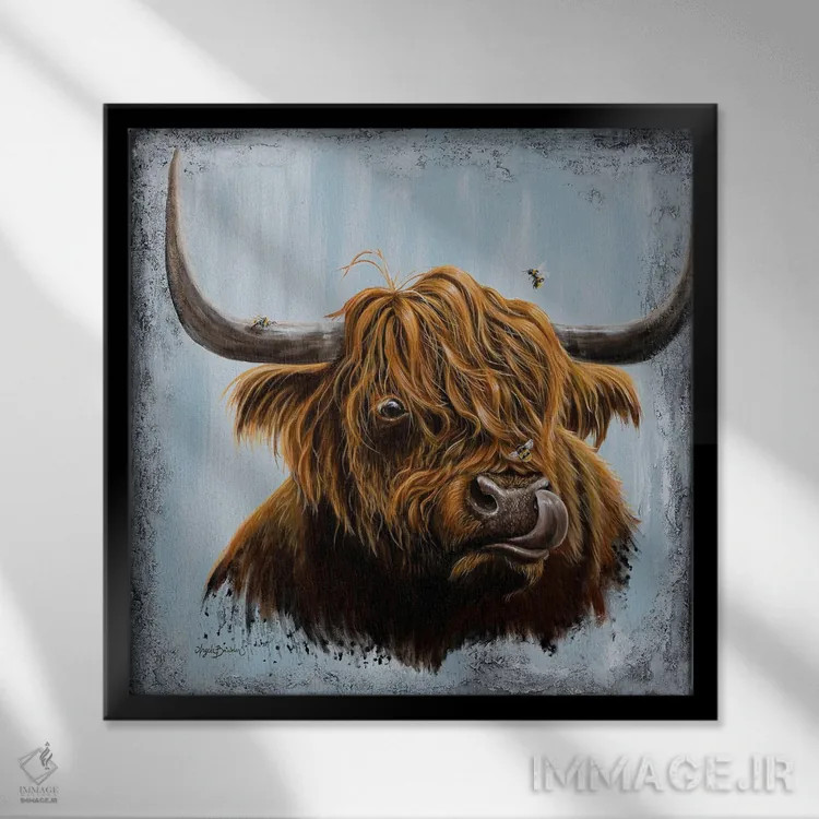 تابلو بوسههای گاو کوچ (نژاد اسکاتلندی) اثر آنجلا بادن - نمای قابدار مشکی