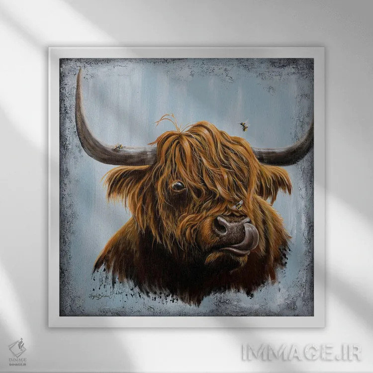 تابلو بوسههای گاو کوچ (نژاد اسکاتلندی) اثر آنجلا بادن - نمای قابدار سفید