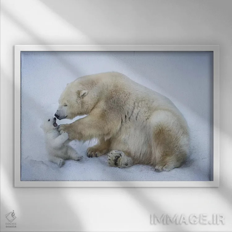 تابلو خرس قطبی با مادر ۱ اثر آنتون بلوودچنکو - نمای قابدار سفید