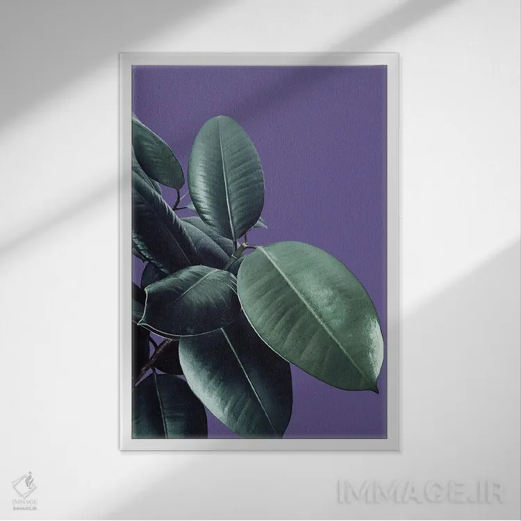 تابلو فیکوس الاستیکا با رنگ فرابنفش II اثر هنر آنیتا و بلا - نمای قابدار سفید