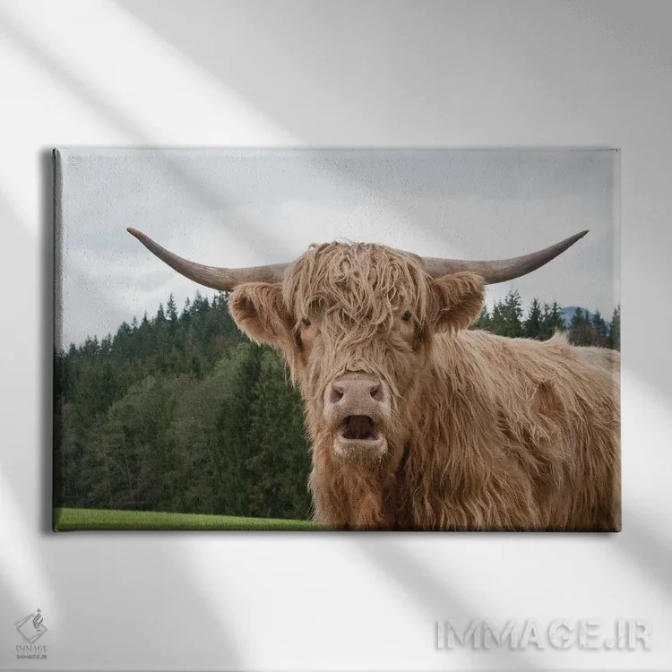 تابلو گاو کوهستانی I اثر هنر آنیتا و بلا - نمای روبهرو روی دیوار