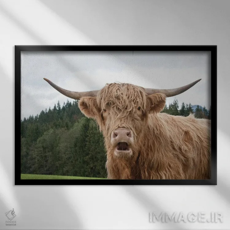 تابلو گاو کوهستانی I اثر هنر آنیتا و بلا - نمای قابدار مشکی