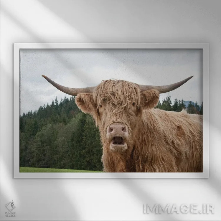 تابلو گاو کوهستانی I اثر هنر آنیتا و بلا - نمای قابدار سفید